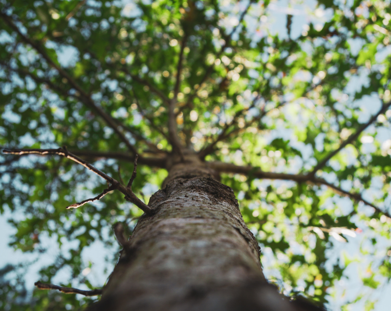 arbre mouvaux